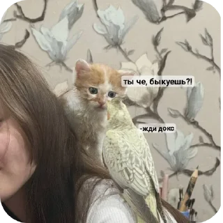 Стикер рыжий котеночек - 11