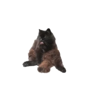 Стикер 🙇🏻‍♀️🌷 @sticker_emojibot - 4