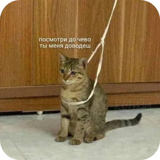 Шедеврокоты - 