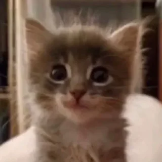 Sticker Рыбка Адун @tg0XXXlGEN - 10