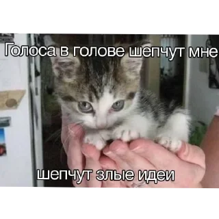 Стикер Больше стиков тут: @stikery4 - 10