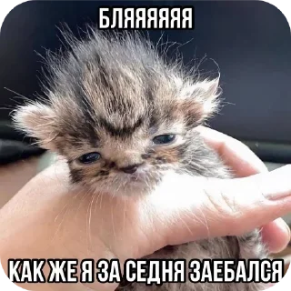 Стикер Больше стиков тут: @stikery4 - 11