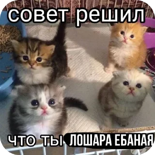 Стикер Больше стиков тут: @stikery4 - 7