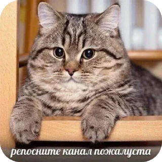 Стикер Больше стиков тут: @stikery4 - 8