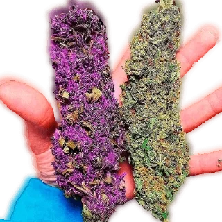 Стикер СПРАВОЧНИК RASTA - 2