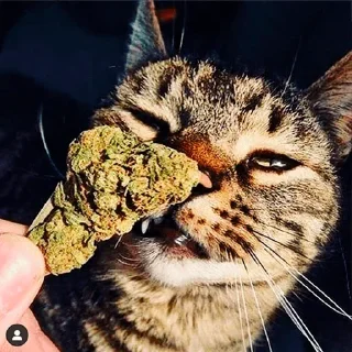 Стикер СПРАВОЧНИК RASTA - 0