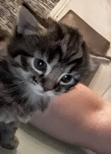 Стикер ST_EbBzeDNpotW4joKSgHSG_wbvWBdySxYZo7c6_by_StickersPackRobot - 1