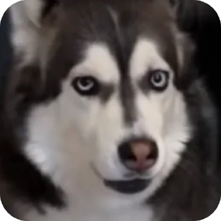 Стикер мне хвост прищемили @StickersPackRobot - 11