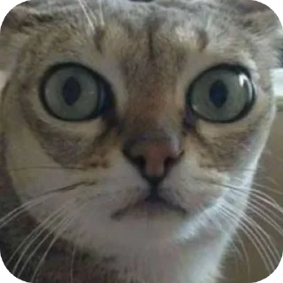 Стикер мне хвост прищемили @StickersPackRobot - 4