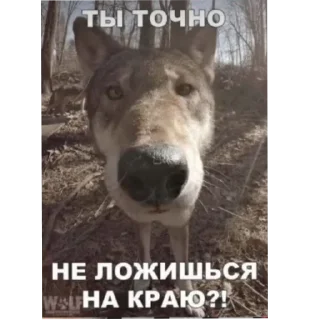 Sticker Что то на Нерсятском ∆ - 10