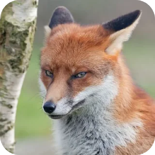 Sticker Что то на Нерсятском ∆ - 1