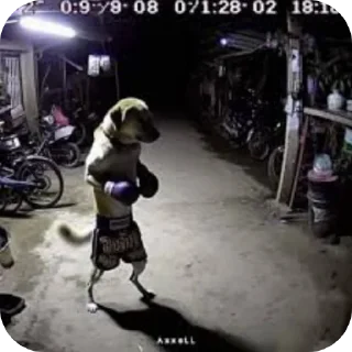 Стикер @saturn444leakschat @ffleaks_saturn444 - 9