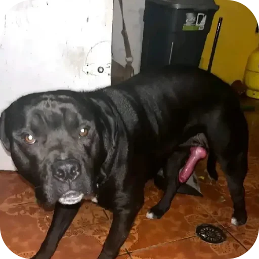 Sticker Shaverma759 - 1