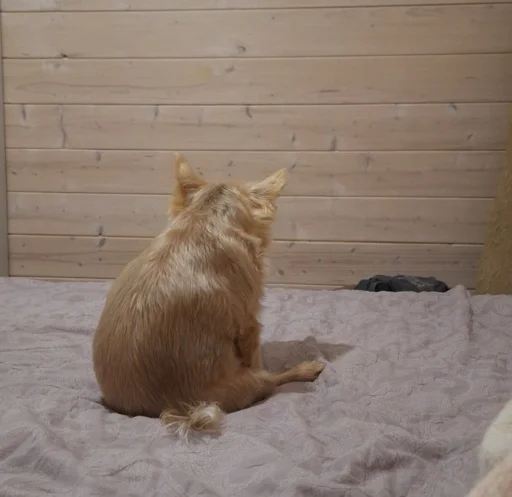 polink @MoiStikiBot - 