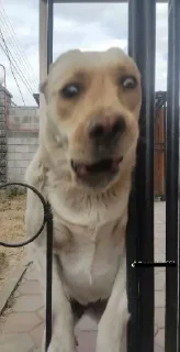 Sticker Стикеры1337 - 11