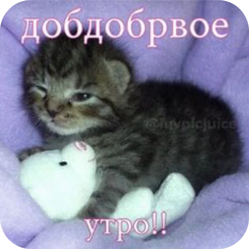 КИТИКИ ОТ КИРЗИ!! - 