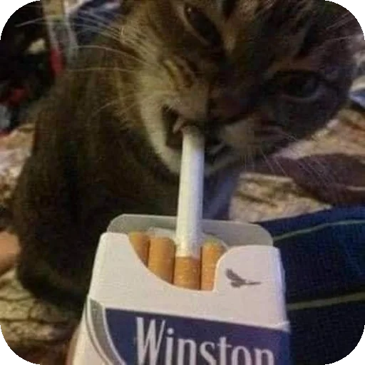 Смешнявка - 