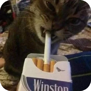 Sticker Смешнявка - 5