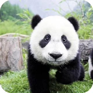 Sticker Вишнята Мята - 4