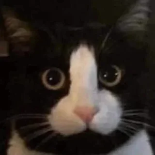 Стикер СтиКики - 11