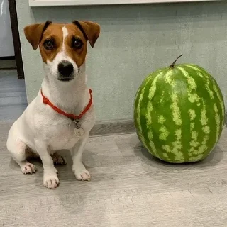 Sticker Больше стикеров тут: @StickersDVM2 - 11