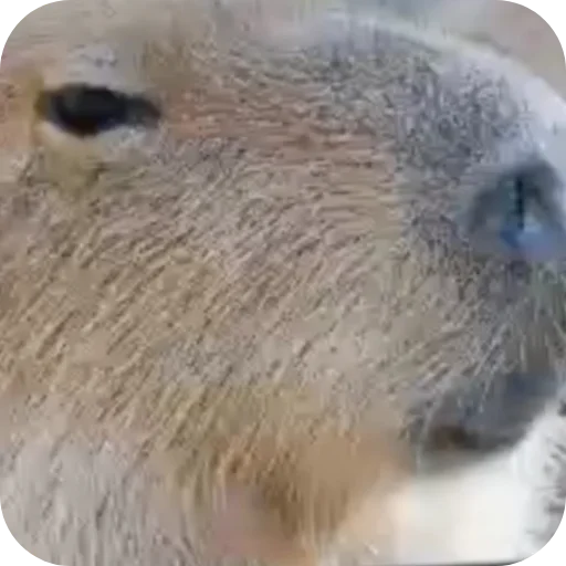 Стикер StikeryAdmin - 1