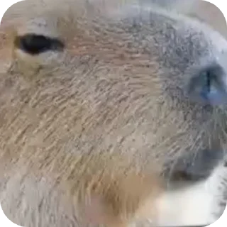 Стикер База АНОНИМУСОВ @GGeiof - 3