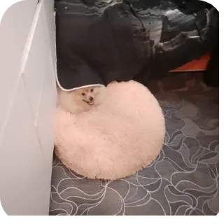 Стикер Супер сас - 6