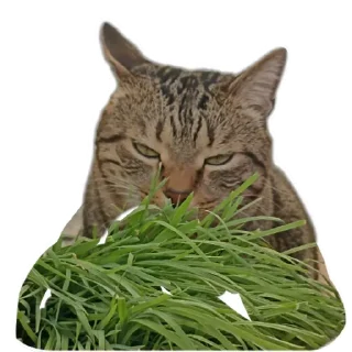 Sticker Томасяка - 8