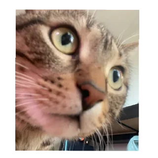 Sticker Томасяка - 4