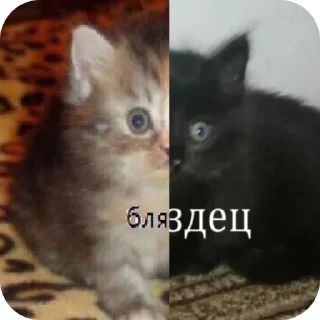 Sticker // @TonyX_LMAO'S MEME STASH // - 7