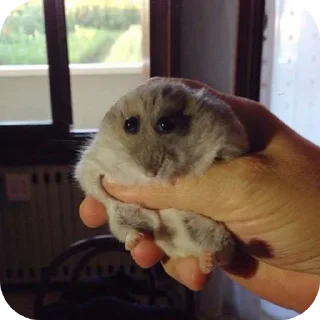 Sticker // @TonyX_LMAO'S MEME STASH // - 9