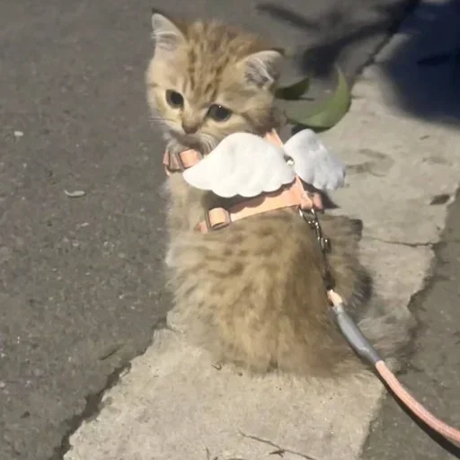 Стикер TajredNahuj - 1