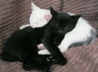 Sticker тайред нахуй - 5