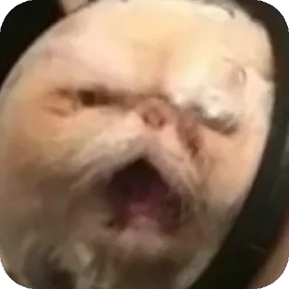 Стикер Трантулетик👹 - 4