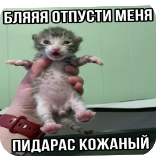 Стикер Больше стиков тут: @stikery4 - 5