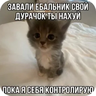 Стикер Больше стиков тут: @stikery4 - 2