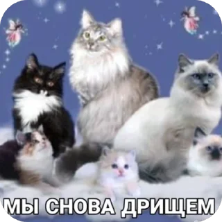 Стикер КУШАЮ ПЕРЕД ЛОБОТОМИЯ @WmojiBot - 10