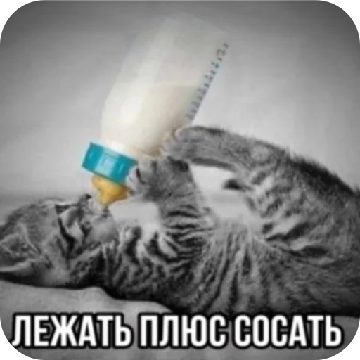 Sticker UmniKoti - 1