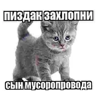 Стикер Умни кушки @StickersDVM - 10