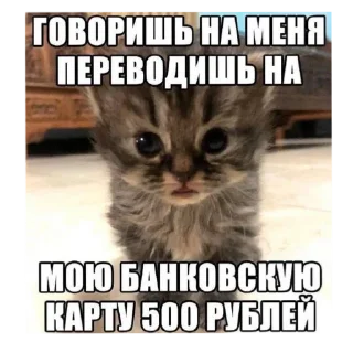 Стикер Умни кушки @StickersDVM - 1