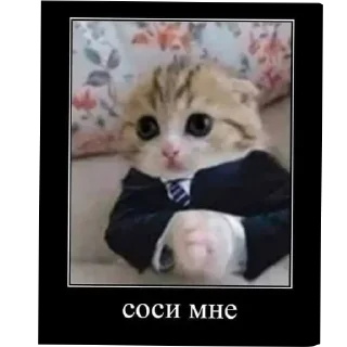 Стикер Умни кушки @StickersDVM - 11