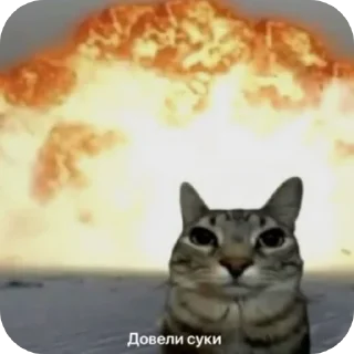 Стикер Умни кушки @StickersDVM - 2