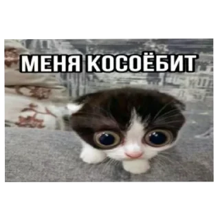 Стикер Умни кушки @StickersDVM - 8