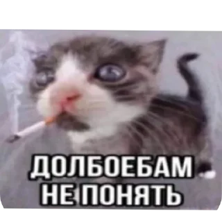 Стикер Умни кушки @StickersDVM - 0