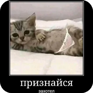 Стикер Умни кушки @StickersDVM - 6