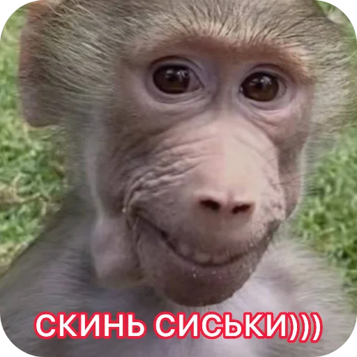 Стикер User05067400167_by_catecbot - 1