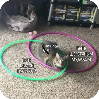 Стикер Вовочка—Мурка—Аня🥰 - 7