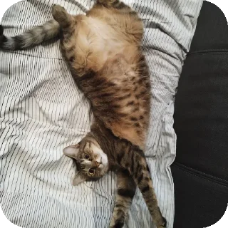 Стикер Вовочка—Мурка—Аня🥰 - 2