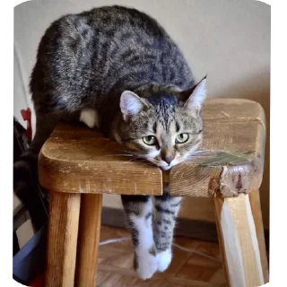 Стикер Всякое - 5